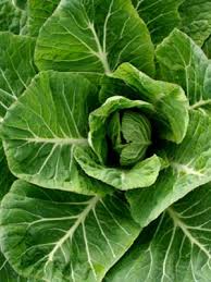 Maybe you would like to learn more about one of these? Collards Grow Guide