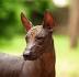 Xoloitzcuintli Dogs| Xoloitzcuintli Dog Breed Info ...