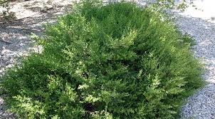 Image result for Brachycorythis pilosa