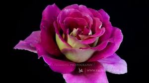 Maybe you would like to learn more about one of these? Happy Birthday Video Card With Beautiful Dancing Flowers Youtube
