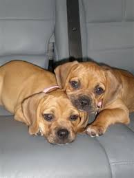 Black And Tan Puggle Puppies For Sale 2 1 Puggles Pug Puppies Pug Puppies For Sale Puggle
