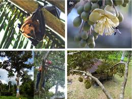 Plant a circle of cucumber plants around the base of the tree. Pollination By The Locally Endangered Island Flying Fox Pteropus Hypomelanus Enhances Fruit Production Of The Economically Important Durian Durio Zibethinus Aziz 2017 Ecology And Evolution Wiley Online Library