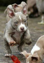 Such A Sweet Baby Kasi Wants One He Ll Have To Wait I Have Enough Lol Cute Animals Animals Pitbull Puppies