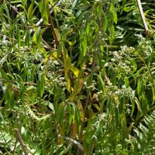 Image result for Ethulia vernonioides