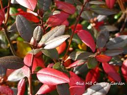 Pjm Rhododendron Leaves In Fall