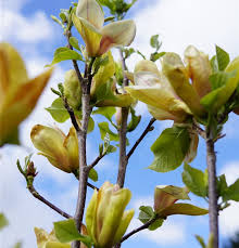 Image result for magnolie sunsation