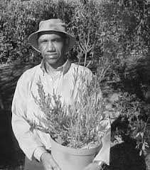 Image result for Duosperma fanshawei