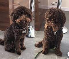 Pin By Vicki Kendall On Dog Haircuts Cockapoo Haircut Cockapoo Grooming Dog Haircuts
