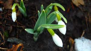 Snowdrops Toronto Gardens