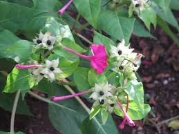 Image result for Mirabilis jalapa