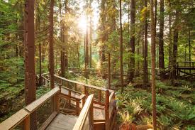 Image result for capilano suspension bridge park