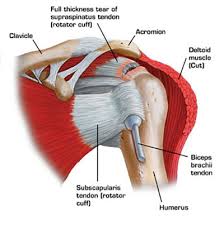 It covers the bones, ligaments, muscles and other structures that make up the shoulder. Nyc Shoulder Injuries Treatment Doctor Specialist Sports Pain Management Clinic