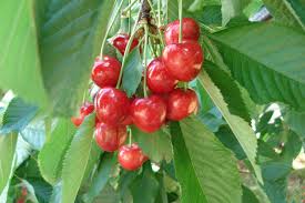Très gros fruit pourpre strié de rouge clair à la saveur fraîche et acidulée. Choisir Un Cerisier La Pollinisation