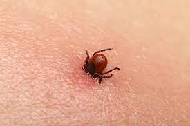 Eradication of fleas and ticks involves more than inside home treatment. Pest Control Management Fleas Mites Pest Control Service