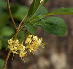 Image result for Pavetta klotzschiana