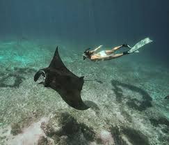 Ia menjadi pintu masuk untuk melihat salah satu binatang purba yang masih hidup hingga kini, komodo. Pulau Komodo Komodo National Park Komodo Island Tour Komodo