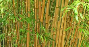 Bambus Ein Vielseitiges Riesengras Bambus Pflanzen Bambus Garten Pflanzen