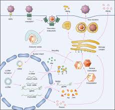 It can be passed to others through direct contact with blood, unprotected sex, use of illegal drugs, unsterilized or. The Life Cycle Of Hepatitis B Virus Hepatitis B Virus Hbv Binds To Download Scientific Diagram
