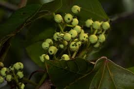 Image result for Macaranga mellifera