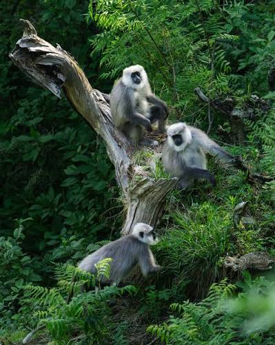 A quiet moment with a family of endangered Himalayan Grey Langurs (Chamba  Sacred Langur) in their last remaining stronghold. With a globally  endangered status and a highly restricted range, the dense deodar