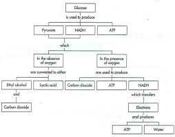 flowchart on the process of cellular respiration brainly ph