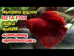 Beta Fish Breeding Without Artemia Youtube In 2020 Fish Breeding Fish Beta Fish