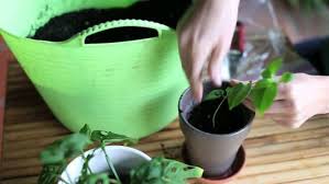 How to find zone for plants. Sunset Climate Zones Sunset Magazine