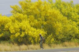 Maybe you would like to learn more about one of these? Palo Verde Trees Are Blooming Here Are 10 Things To Know About This Amazing Desert Plant Tucson Life Tucson Com
