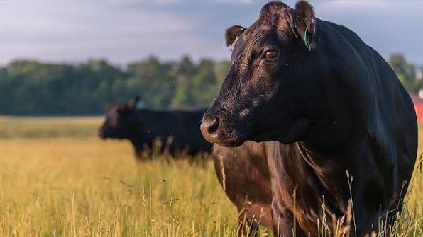 Bò Wagyu - Giống bò thịt cao cấp nhất thế giới