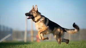 Image result for german shepherd dog