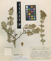 Image result for Sclerochiton ilicifolius