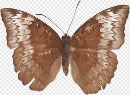 The nomenclature and arrangement of subfamilies and tribes used here, largely follows that of wahlberg. Brush Footed Butterflies Butterflies And Moths Black Arches European Gypsy Moth Nymphalidae Brush Footed Butterfly Moth Lycaenid Png Pngwing