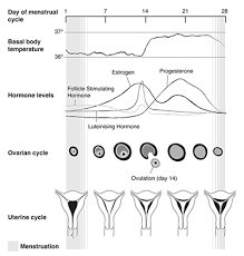 About Periods The Royal Women S Hospital