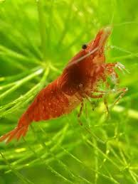 10 2 Doa Red Cherry Shrimps Sakura Fire Red Fresh Water Home Bred Juvi S Freshwater Aquarium Shrimp Fish Plants Aquarium Design