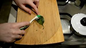 Check spelling or type a new query. Cara Membuat Kerangka Daun Skeleton Daun Di Rumah Kelas Master Dan Resep Metode Kerangka Daun Termudah Kering Dengan Kuas