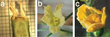 Image result for Eureiandra sp. A