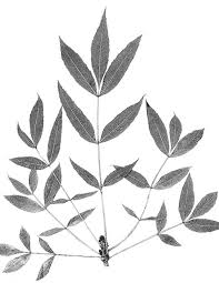 Image result for Fraxinus angustifolia