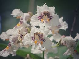 Image result for Catalpa