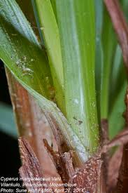 Image result for Cyperus margaritaceus