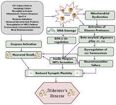 Therapeutics Of Neurotransmitters In Alzheimer S Disease Abstract Europe Pmc