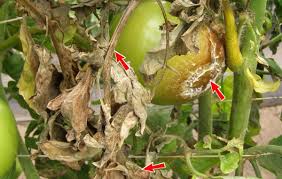 It's best to focus on preventative measures, such as proper watering techniques and leaving room between plants for air. 11 Common Tomato Plant Diseases And How To Treat Them Organically Laptrinhx News