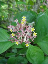 Image result for Momordica corymbifera