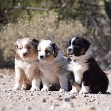 Find australian shepherd puppies and breeders in your area and helpful australian shepherd information. Sundance Australian Shepherds Home Facebook