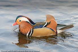 Beautiful male mandarin duck in breeding plumage and pretty wood ducks up close at a lake in the santa monica mountains enjoying the morning sunshine. Mandarin Duck Vs Wood Duck Showdown Fm Forums