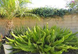 What you'll need to grow and propagate foxtail fern indoors. 10 Reasons To Plant And How To Propagate The Foxtail Fern Dengarden