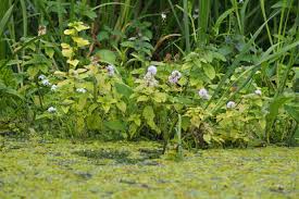 Image result for Mentha aquatica