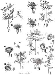 Image result for Blainvillea gayana