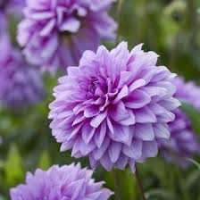 Blue Boy Dahlia Summer Blooming Flowers Dahlia Flower Arrangements Lilac Gardening