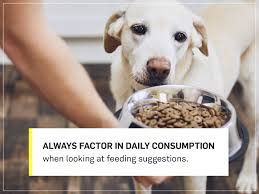 It doesn't have to be that way. How Much Should I Feed My Dog Your Dog S Complete Nutrition Guide Gallant
