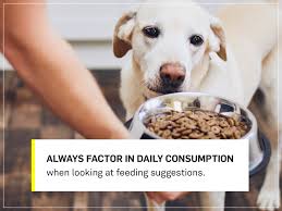 The pet store owner said to feed them only once per day, but other articles i've read say feed how often do you feed your dog?some allow constant access to food, while others have specific feeding times, with a limited portion. How Much Should I Feed My Dog Your Dog S Complete Nutrition Guide Gallant